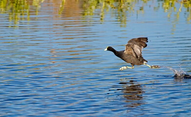Small wader running on water