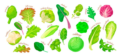 Cartoon lettuce salad leaves. Vegetarian salad isolated leaves, artichoke kale iceberg chicory leaf broccoli spinach, garden green vegetables ingredients, neat vector illustration