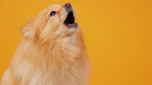Funny Portrait of a Cute Spitz Puppy Isolated on a Vibrant Yellow Background

Adorable pet dog posing for a playful and lively portrait. Perfect for showcasing the joyful and spirited nature of pets. 