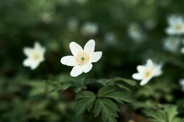 Anemones from a day in May 2024 at Steinberg Open Air Museum, Toten, Norway.