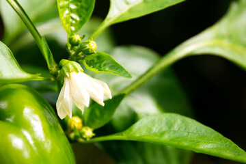 Obraz premium Green bell peppers on the plantation