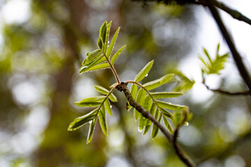 Close-up of fresh green leaves with dew drops, captured in a natural forest setting. Ideal for nature, botanical, and spring-related projects, showcasing the beauty of new growth.