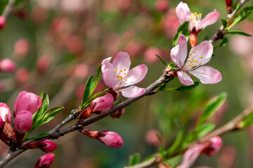Sakura branch with flowers on a green background close-up, sakura blossom