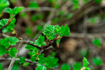 Young currant leaves in early spring close-up