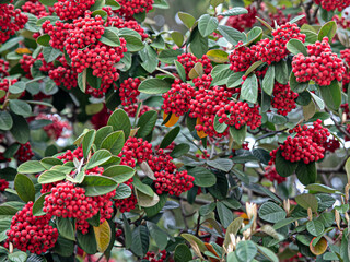 Pyracantha coccinea, scarlet firethorn, red fruiting bush