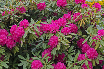 Rhododendron or azalea, shrub with fuchsia pink flowers