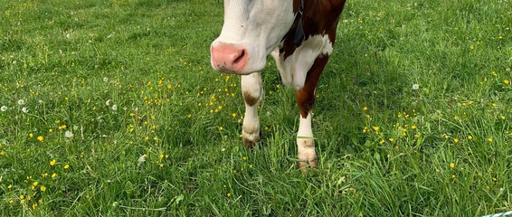 horse in the grass