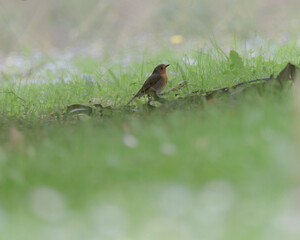 Robin perched on the grass with selective focus in the environmental classroom in Getxo, Bizkaia