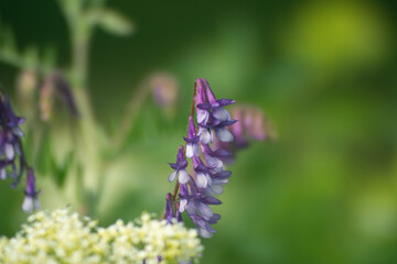 Purple flowers close-up. Purple bells