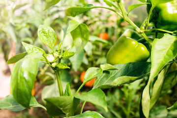 Green bell peppers on the plantation