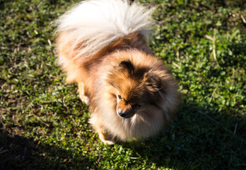 Red Pomeranian dog on green grass.