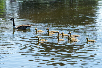 Canada goose and goslings on a lake