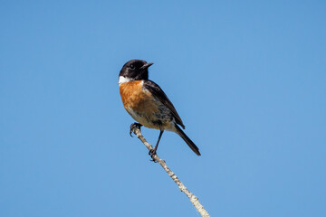 European Stonechat (Saxicola rubicola).