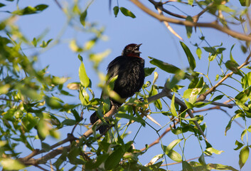 Small black bird singing among branches and green leaves on a summer morning.
