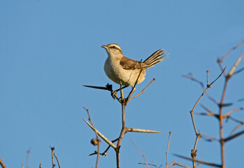 Calandra posing among thorny branches
