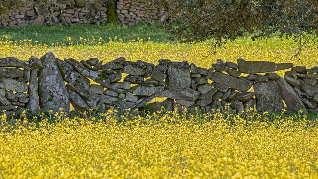 sunset sun rays background between stone wall with yellow flowers
