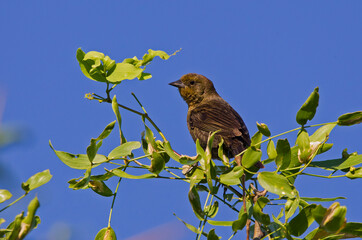 Small bird perching among branches and green leaves on a summer morning.