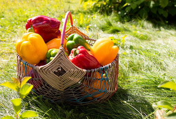 Colorful sweet bell peppers in the basket