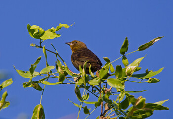 Small bird perching among branches and green leaves on a summer morning.