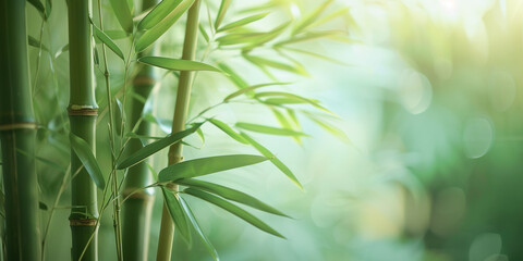 Background with green bamboo