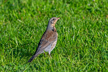 Fieldfare (Turdus pilaris) adult foraging in meadow