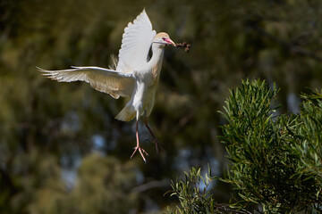 Kuhreiher (Bubulcus ibis) mit Nistmaterial im Schnabel beim Landen auf einem Baum - Arrecife,...