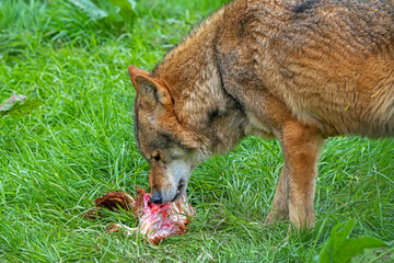 Fototapeta premium Eurasian wolf (Canis lupus lupus) close-up of grey wolf eating killed bird prey in grassland. Captive