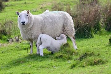 sheep and lamb