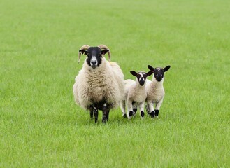 sheep and lamb