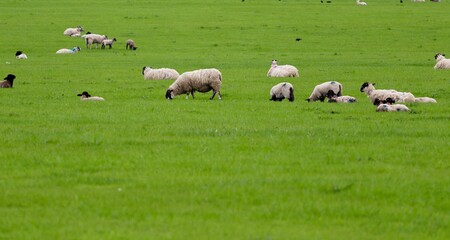 Fototapeta premium Sheep in field UK farming