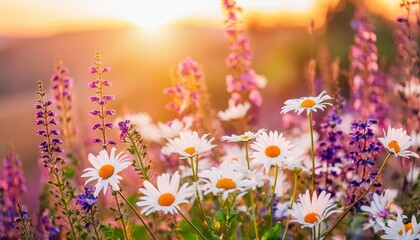 beautiful field meadow daisies flowers and violet wildflowers in morning sunlight nature in the rays of sunlight in summer in the spring close up of a macro a picturesque colorful artistic