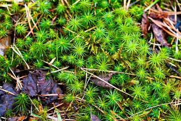 Detailed close-up of vibrant star moss growing on a forest floor. Ideal for nature, botanical, and woodland-related projects, showcasing the intricate beauty of forest ecosystems.