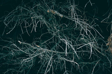 A close up of a bunch of dry branches texture