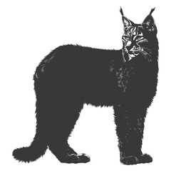 Silhouette bobcat animal black color only