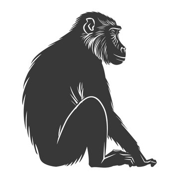 recommend clip art: Silhouette Baboon animal black color only