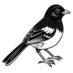 A beautiful towhee vector silhouette.eps
