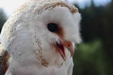 owl portrait 