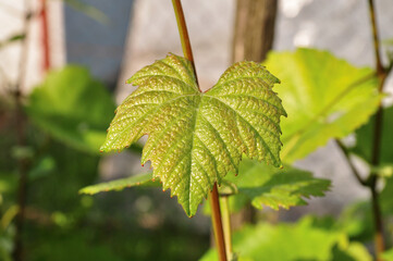  Grape leaf.