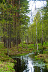 Serene view of a small stream flowing through a lush pine forest in spring. Ideal for nature and landscape projects, showcasing the beauty of the natural environment