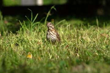 Singing thrush.