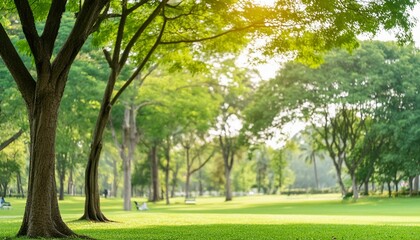 image of a public park with a soft green hue featuring a gentle blur and bokeh effect amid a cluster of trees the abstract backdrop portrays a sunlit blurred and verdant parkland