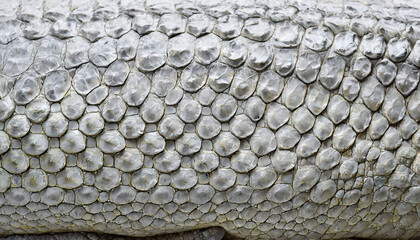 Fototapeta premium texture of crocodile, snake scales of white color, close-up macro background wallpaper