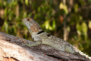 Oplurus de Cuvier, Oplurus Cuvieri, Afrique