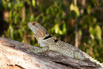 Oplurus de Cuvier, Oplurus Cuvieri, Afrique