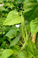 Phaseolus vulgaris 'Robin' , Haricot mangetout