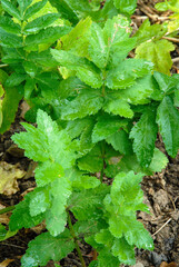 panais, pastinaca sativa