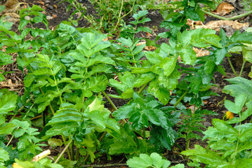 panais, pastinaca sativa