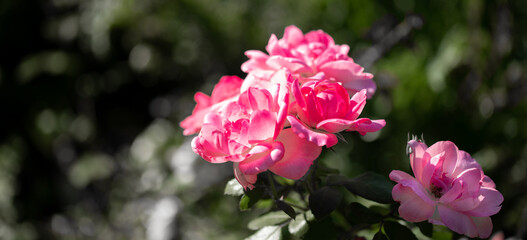 Sunlit pink flowers of rosehip close up on blurred green discolored garden foliage background.