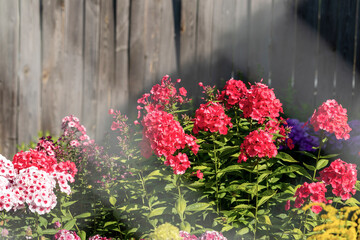 Fototapeta premium There is sunlit group of phloxes flowers placed in front of wooden fence in the garden.