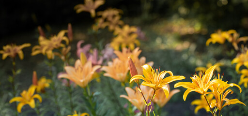 Blurred garden flower bed of yellow lily flowers with focus on flowers on foreground. Banner.